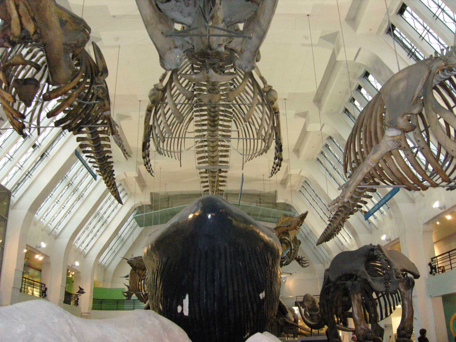 Natural History Museum