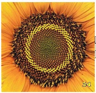 Sunflower 34 55 R