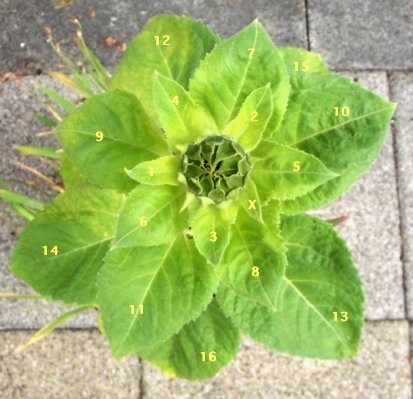 Sunflowers' leaves (top view)