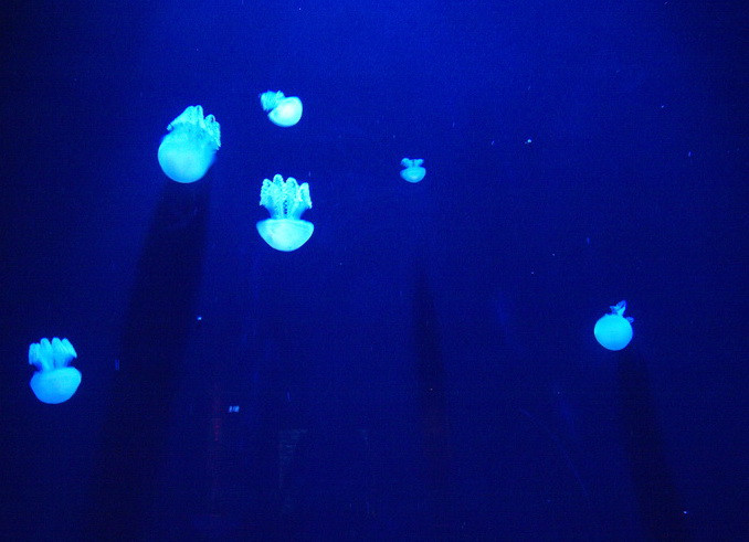 Jellyfish - Atlantis