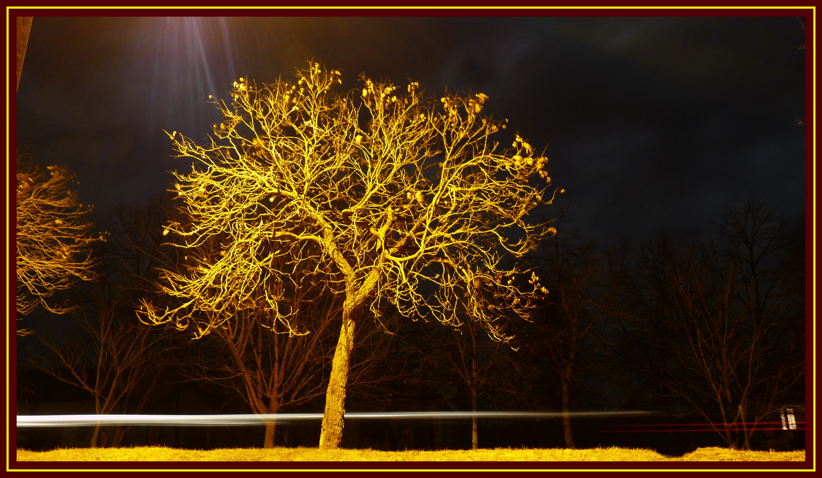 aranyló csörgőfa