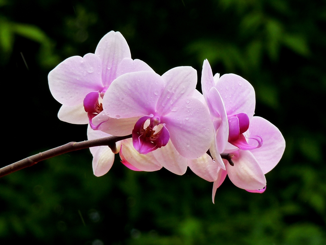 orchidea