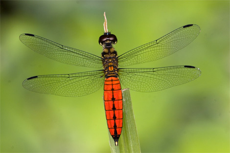 forest-chaser-dragonfly-1048389-ga