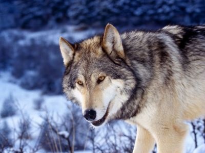 normal Gray Wolf in Snow