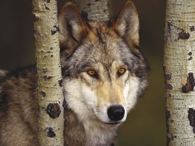 normal Watcher in the Woods, Grey Wolf