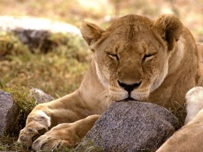 normal African Lion, Serengeti, Africa