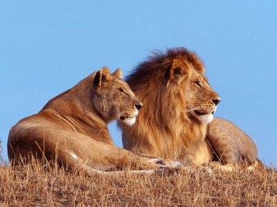 normal African Lions