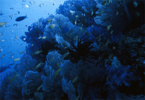 coral-reef-fiji-977844-ga