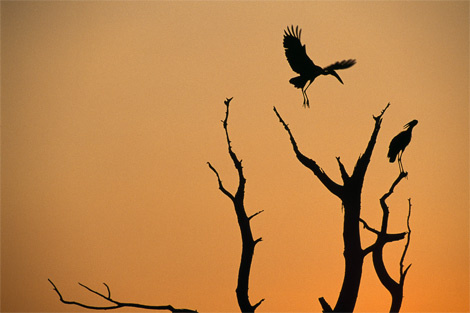 waterfowl-zambezi-river-504697-ga