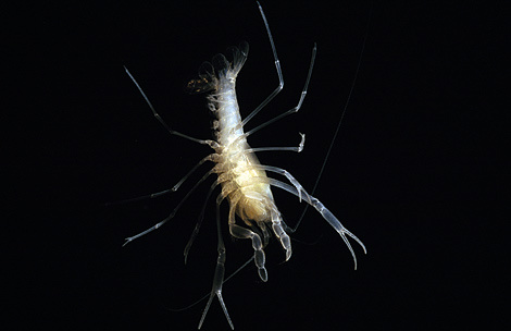 albino-crayfish-florida-521068-ga