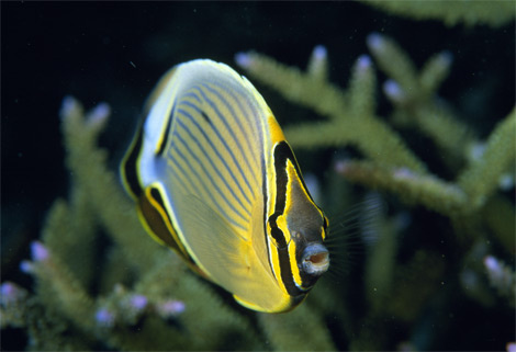 redfin-butterflyfish-963660-ga