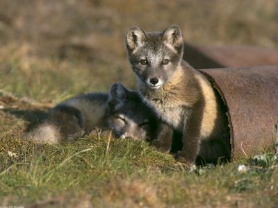 normal Cross Fox Kits Play in Abandoned Pipe, Arctic National Wi