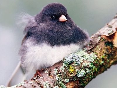 normal Dark-Eyed Junco