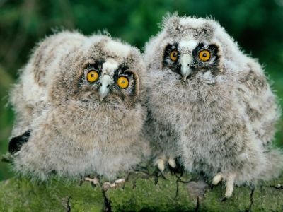 normal Long-Eared Owl Chicks