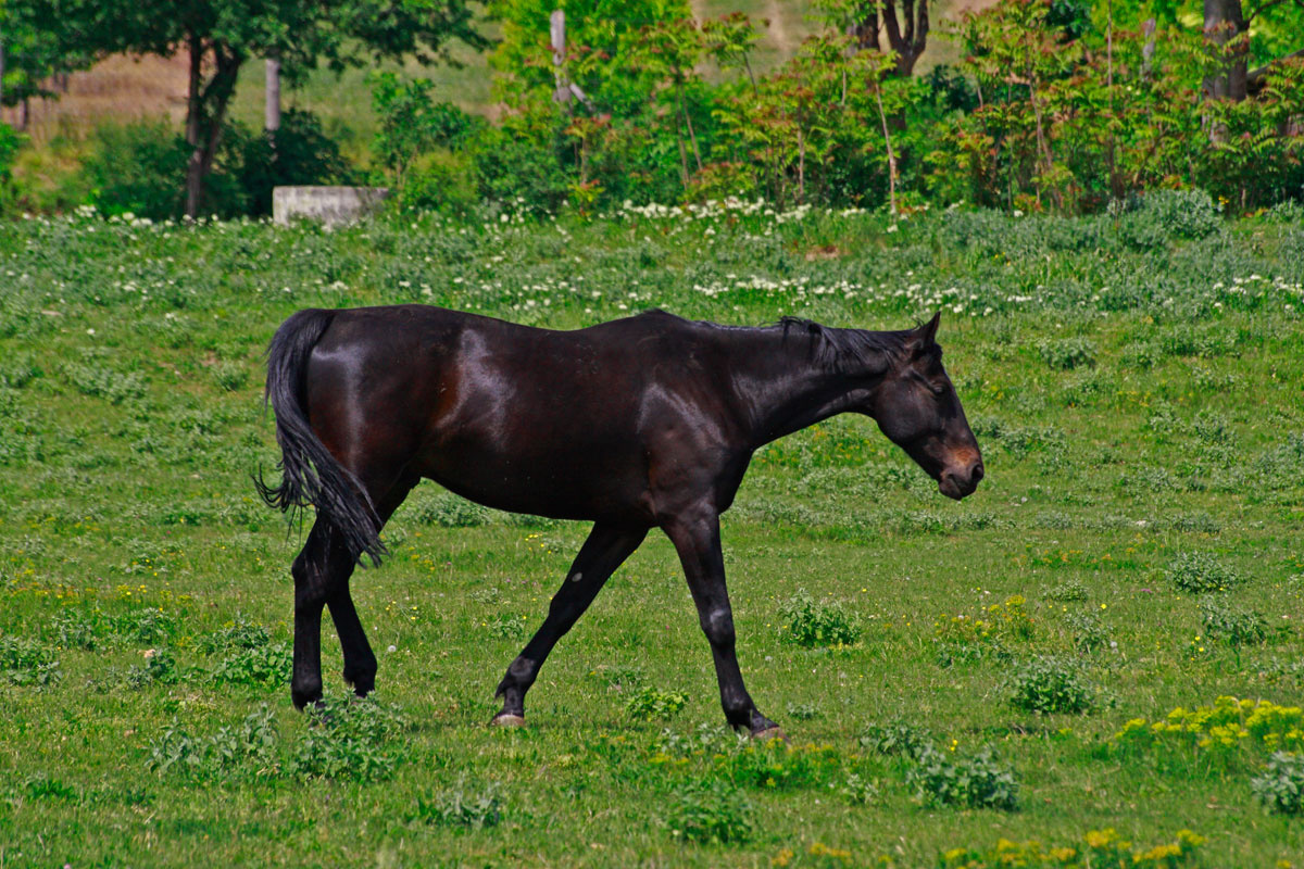 fekete-ló
