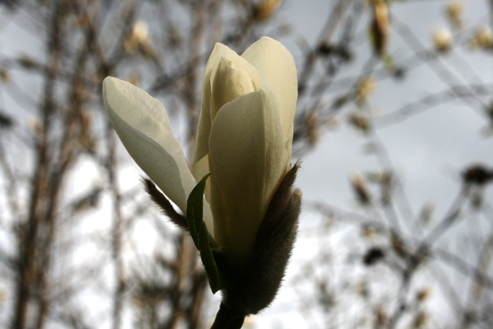 Magnolia kobus