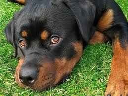 Rottweilwer