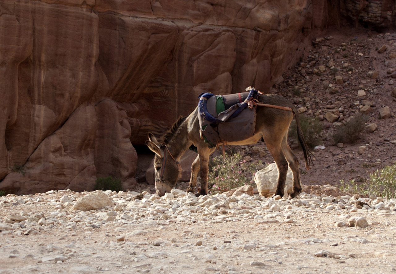 Petra Day3 041