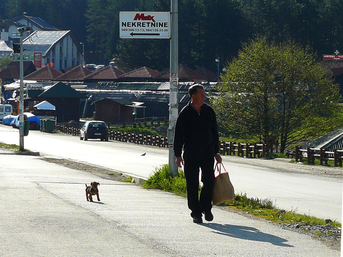 Zlatibor  A kiskutya