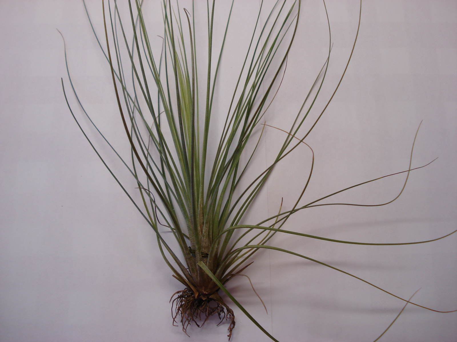 T.Juncea