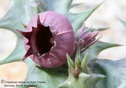 Huernia urceolata (FH05,090) 003