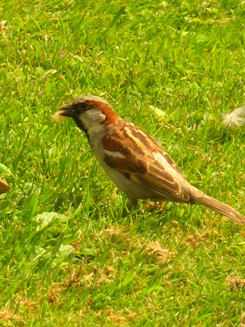 Jardin du Luxemburg madarai (1)