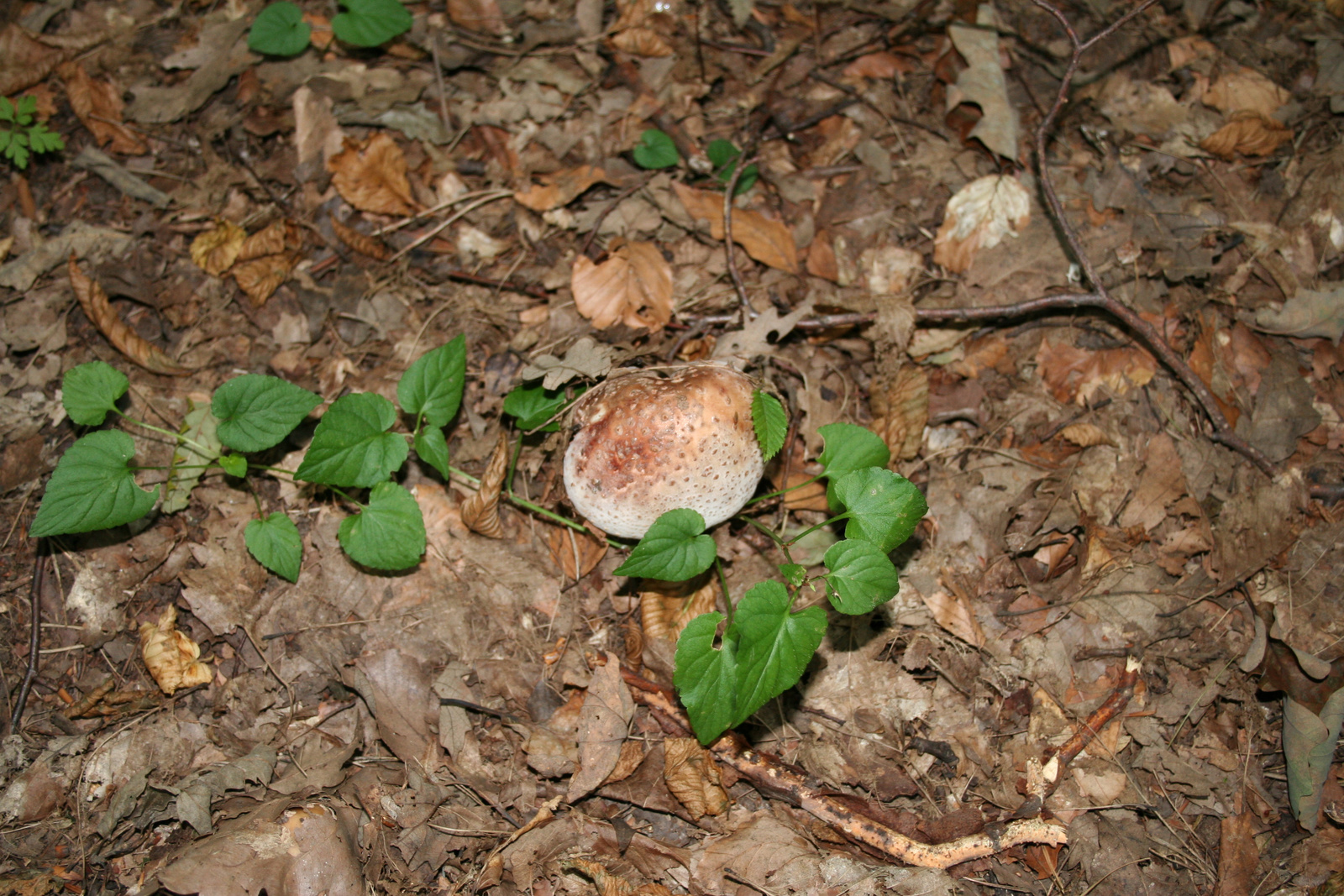 piruló galóca