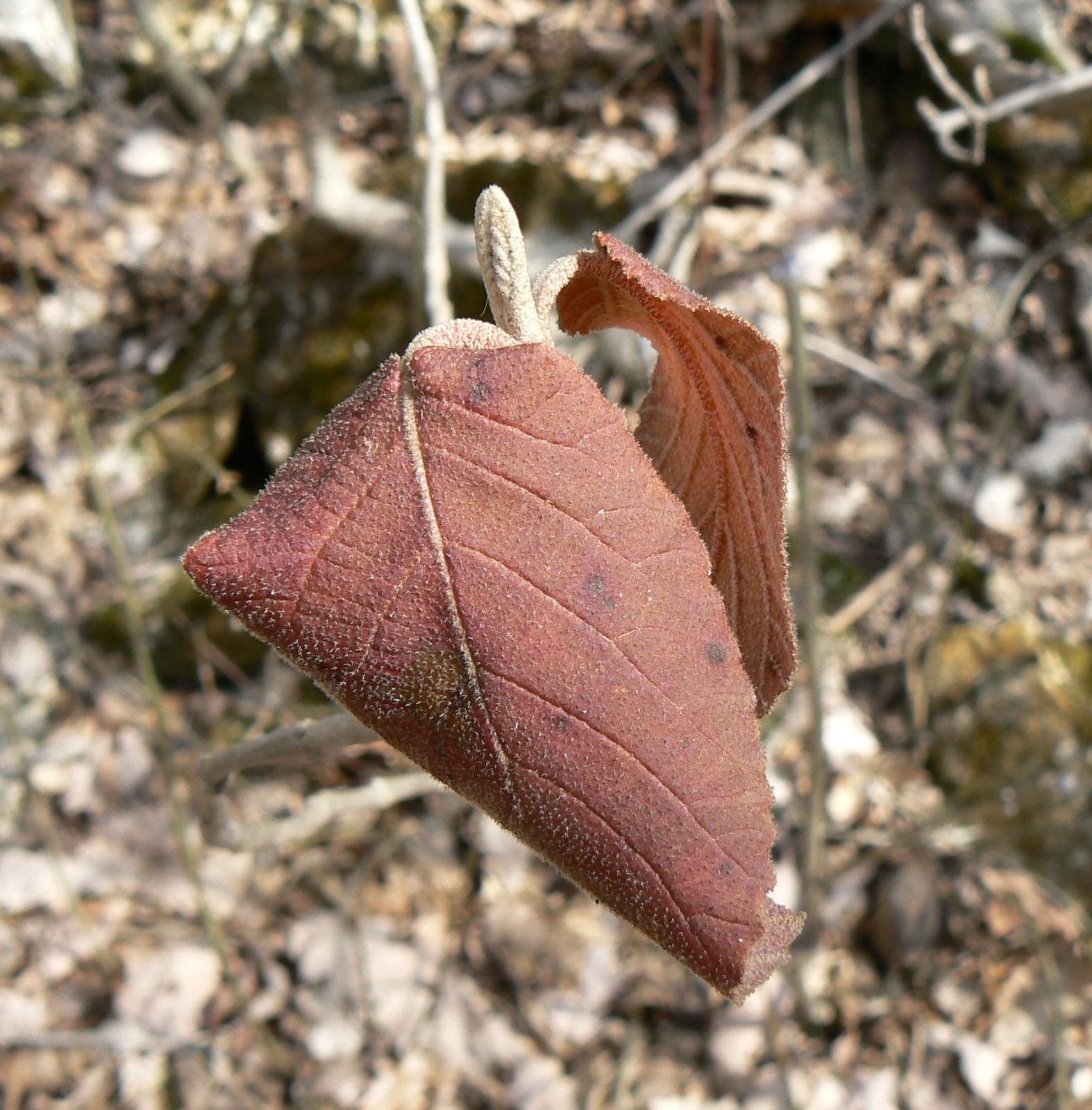 Levél