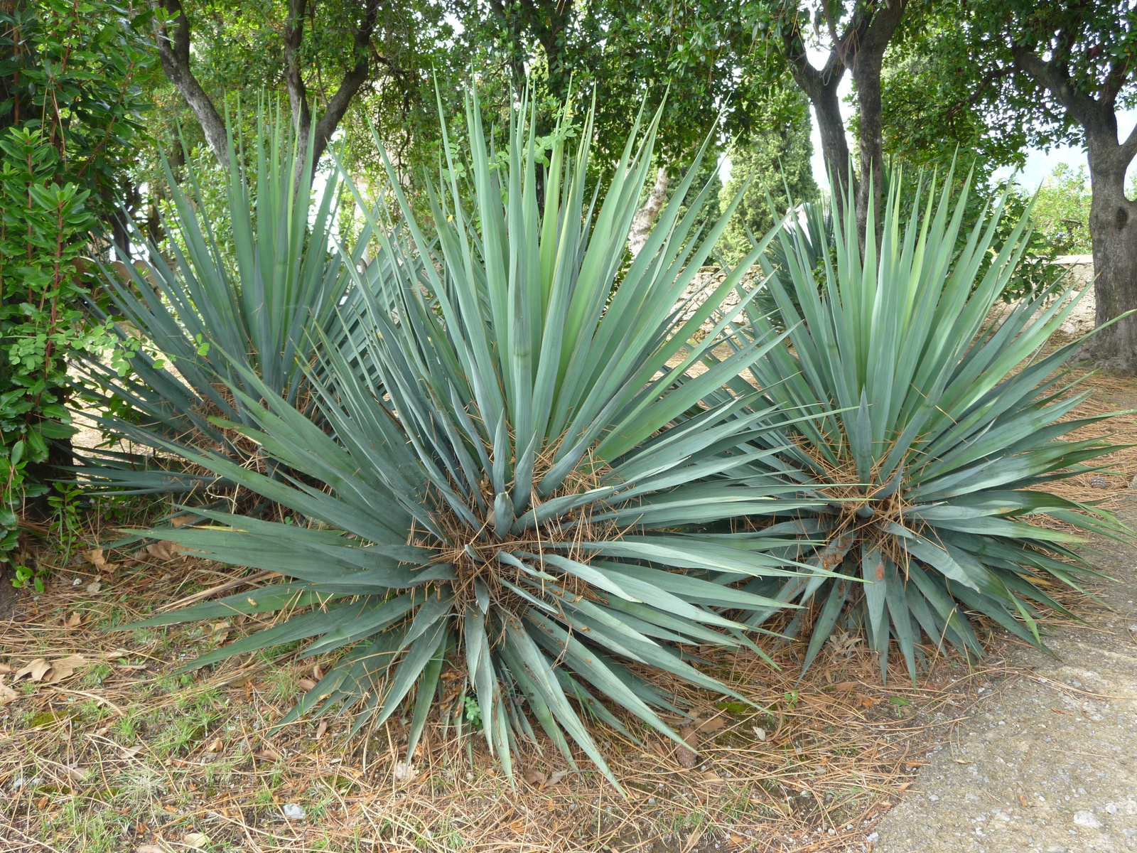 sünik?