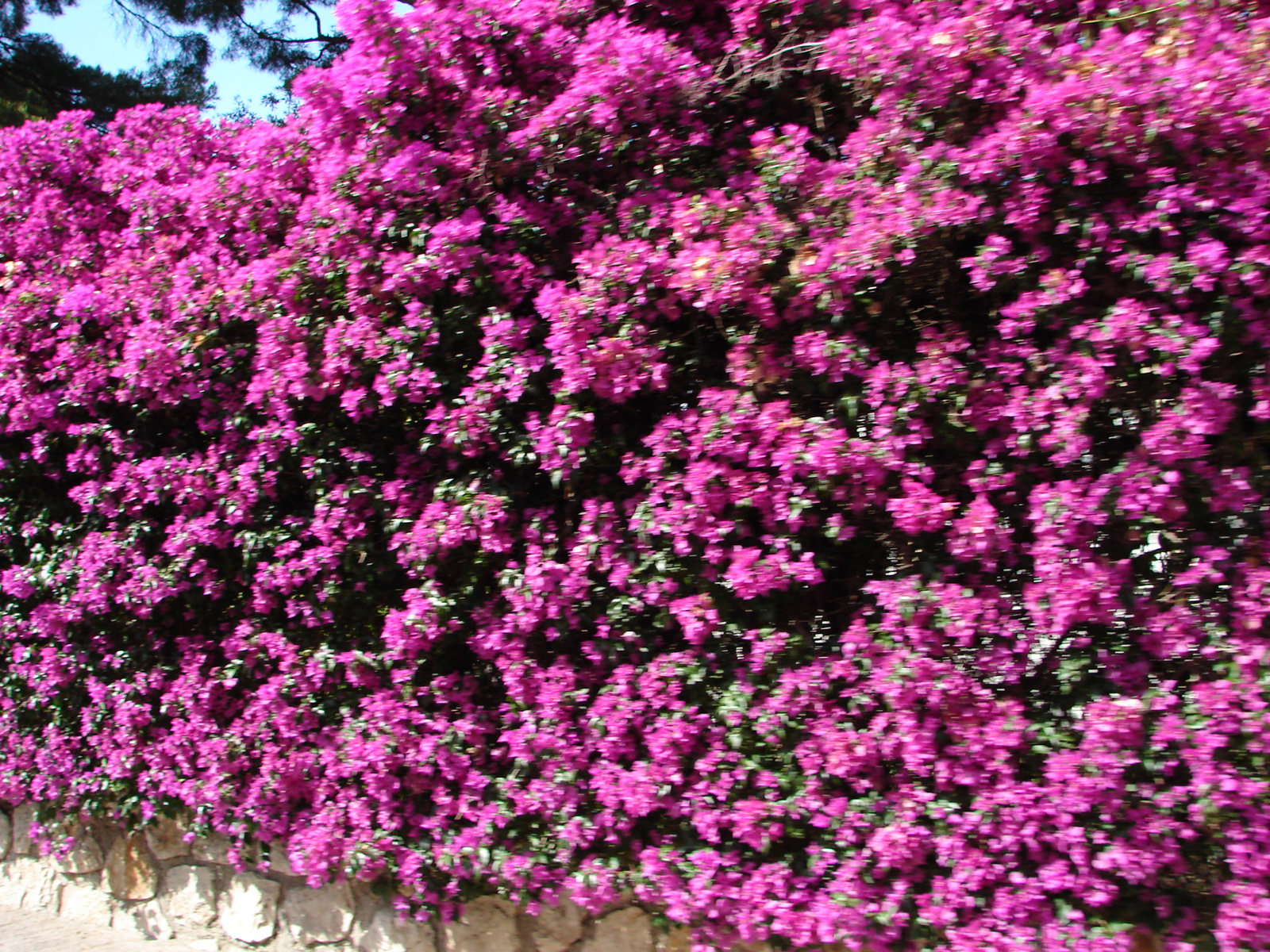 Bougainvillea