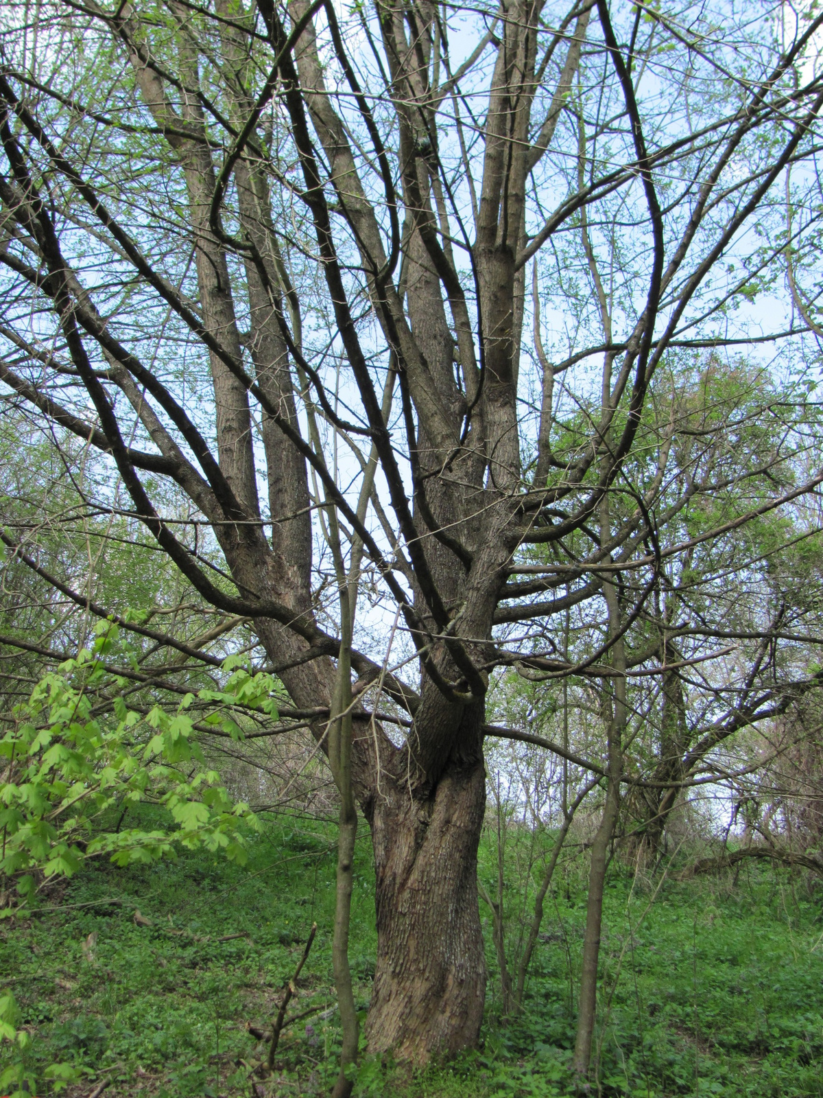 2011.04.17.Magyaregregy-Komló 112