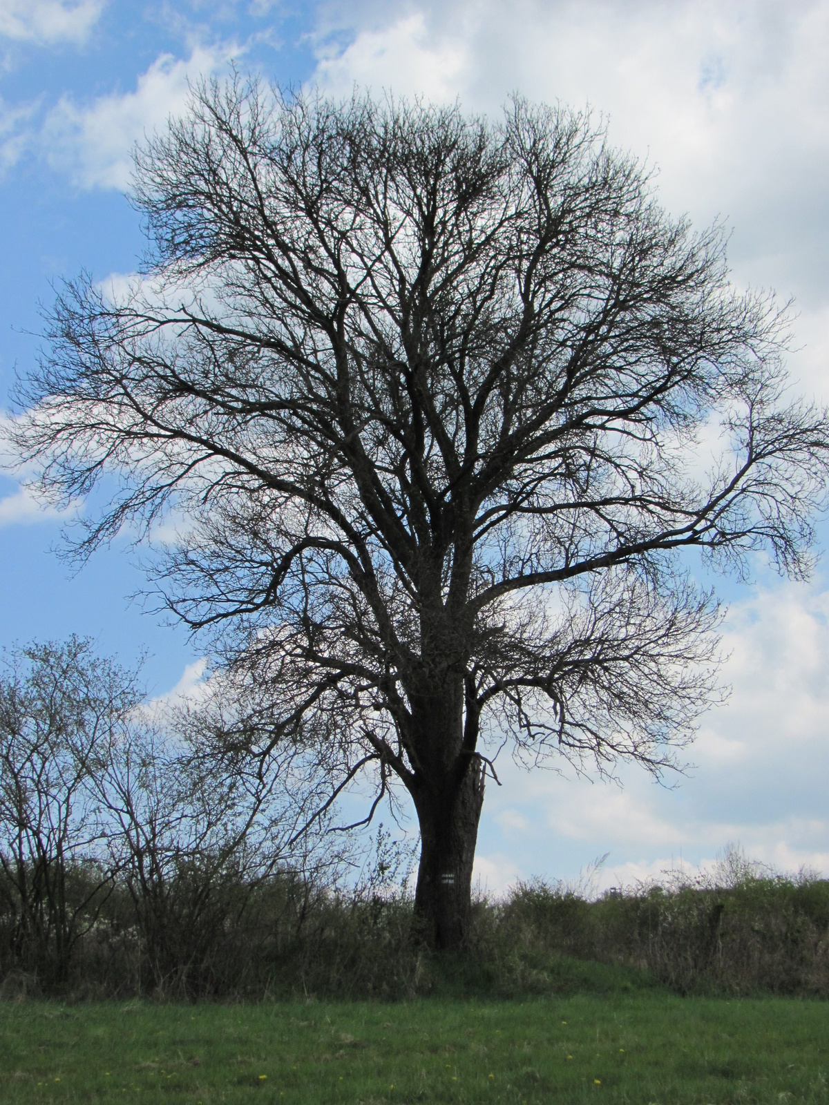 2011.04.17.Magyaregregy-Komló 167