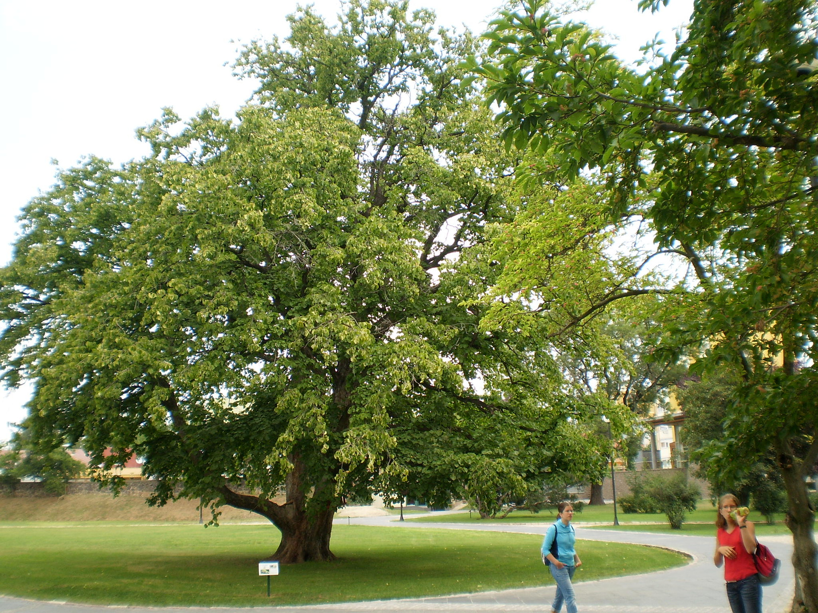 2009.08.13Gyöngyös 031