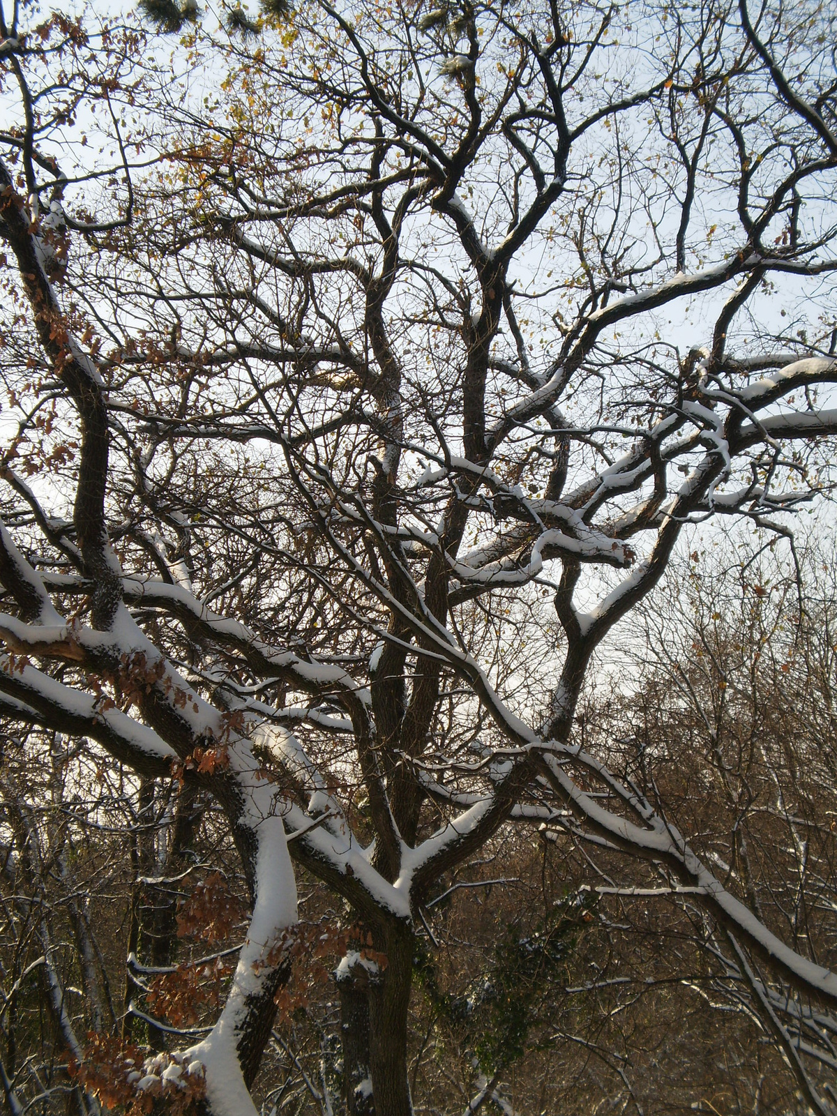 20091220Téli séta a Mecseki parkerdőben 072