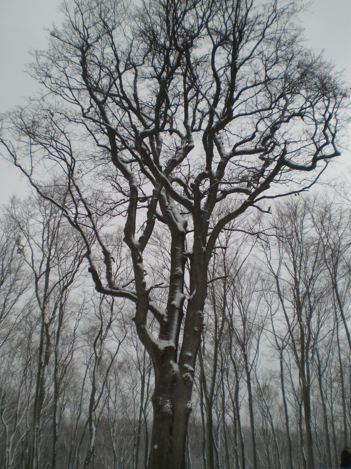 201000206Balog fája