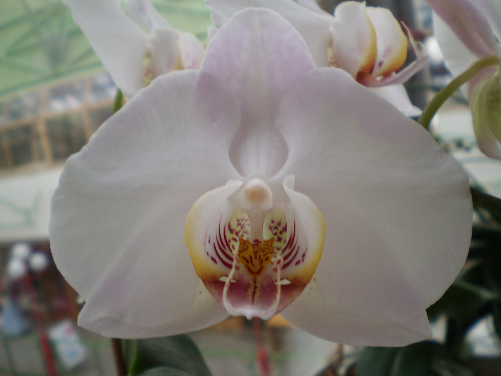 orchidea 011