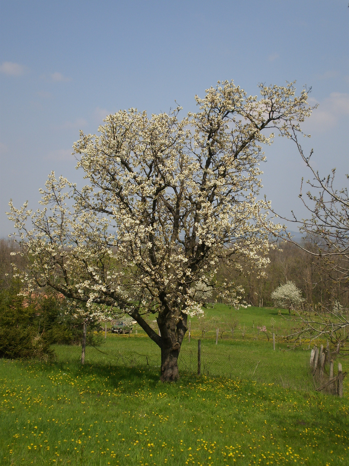 20100417Tekeres-Napkilátó 111