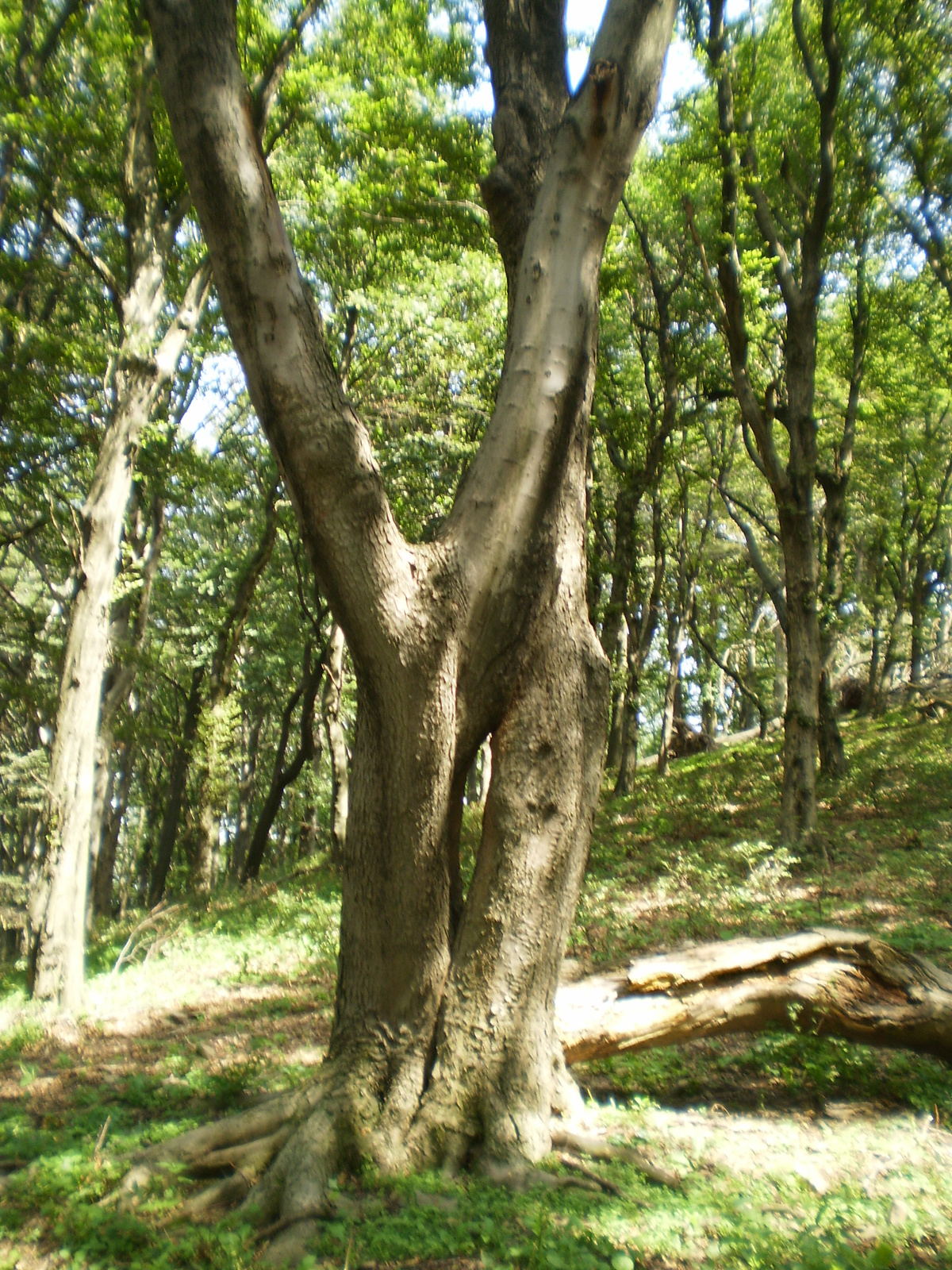 20100814 Mecsek 35 Irány a Zengő