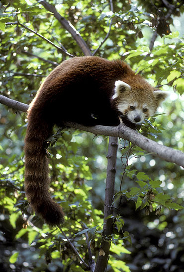 (1292-57)RedPanda