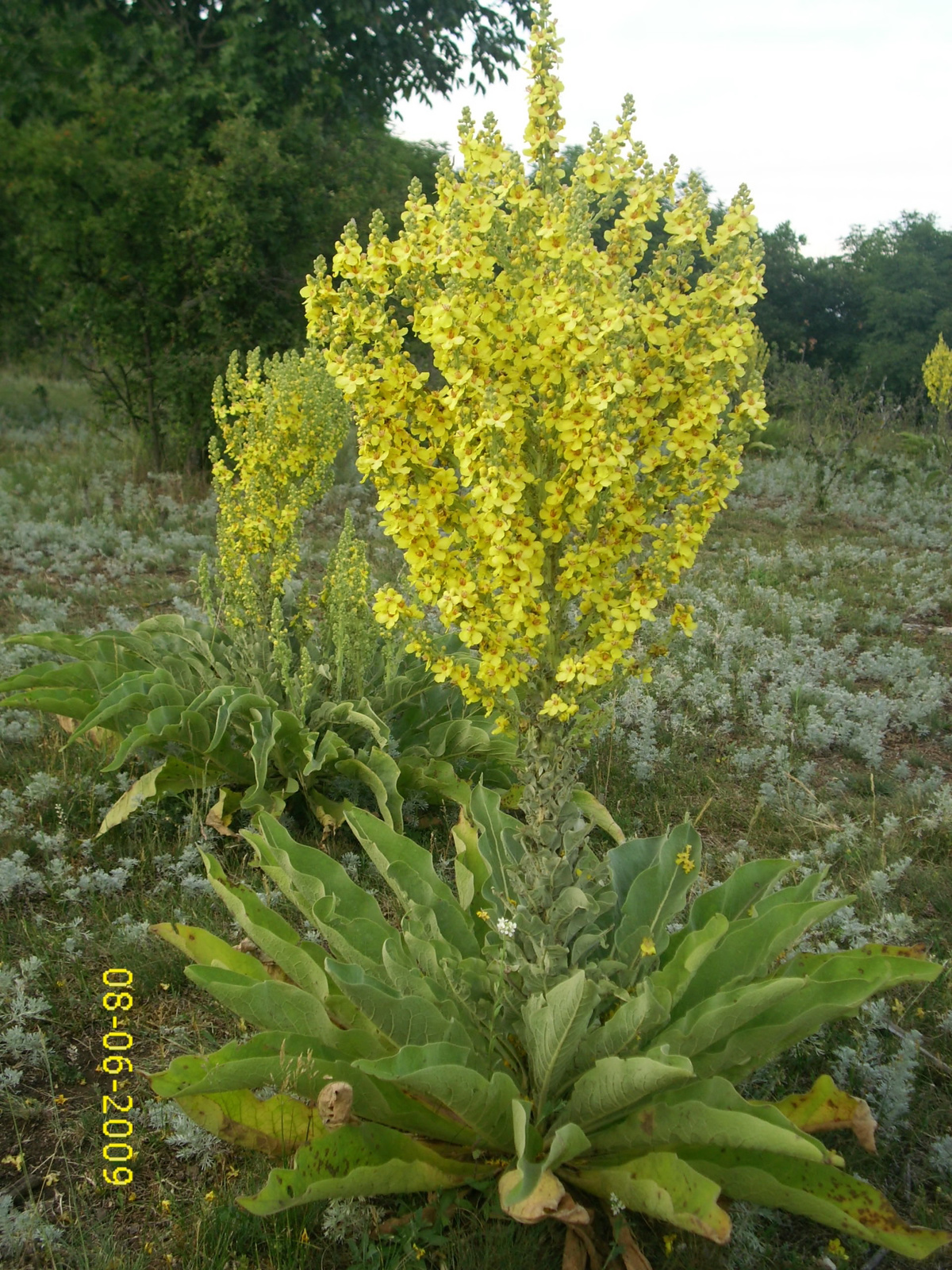 termeszetkepek tihany (9)