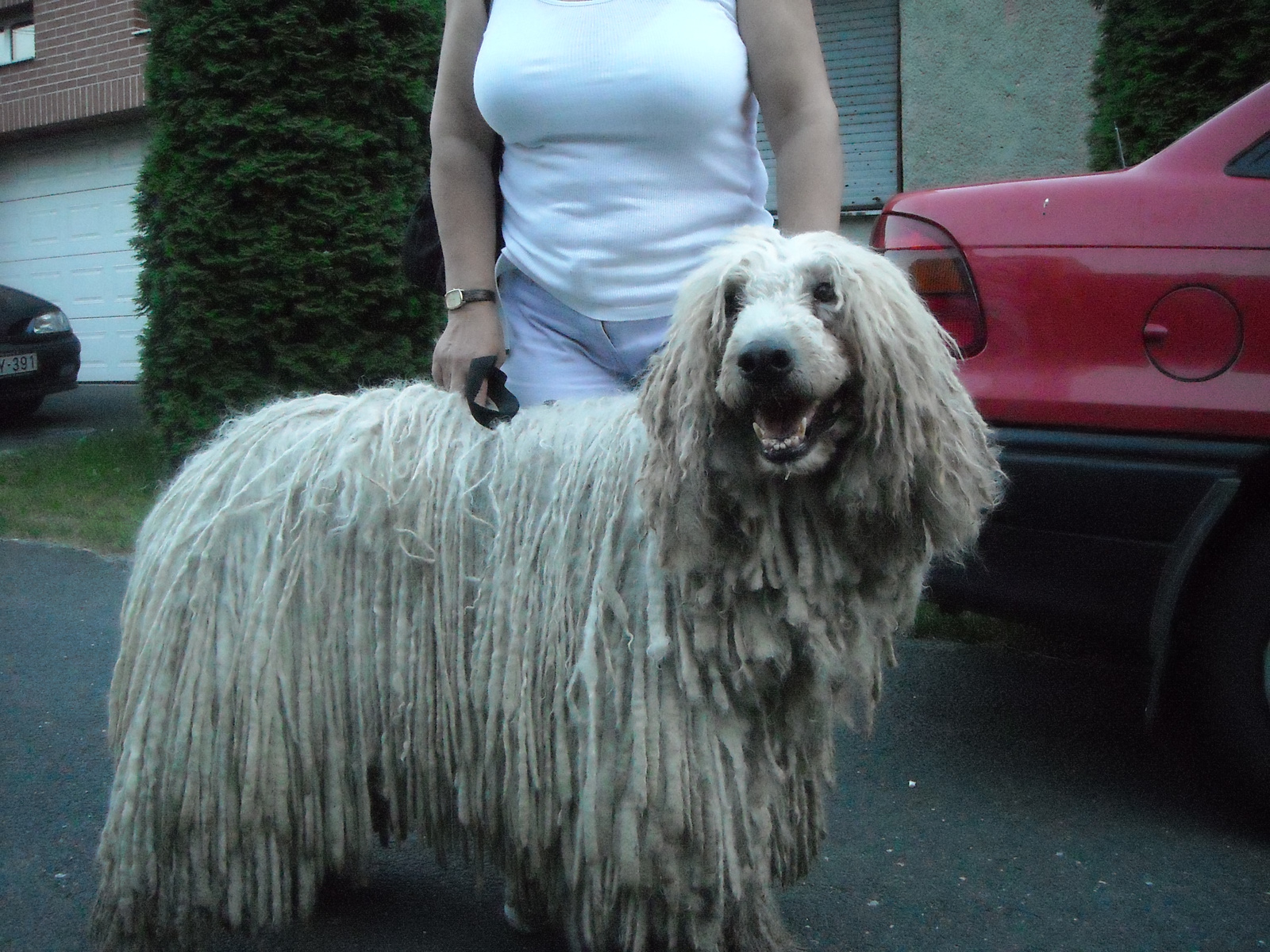 komondor 005