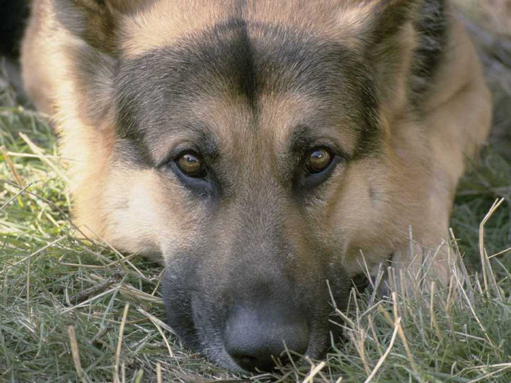 german-shepard