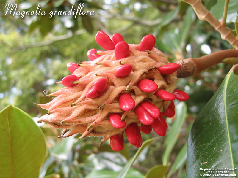 Magnolia grandiflora fruit800 (1)