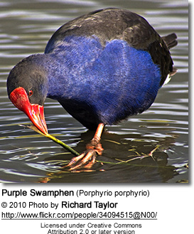 PurpleSwamphen3