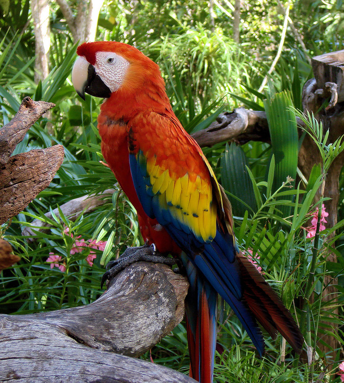 Scarlet Macaw (Ara macao) -Coco Reef -Mexico-6-2c