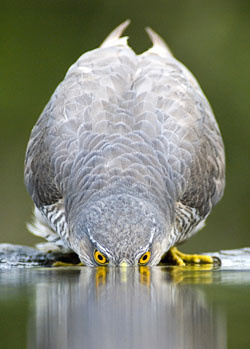 Sparrowhawk