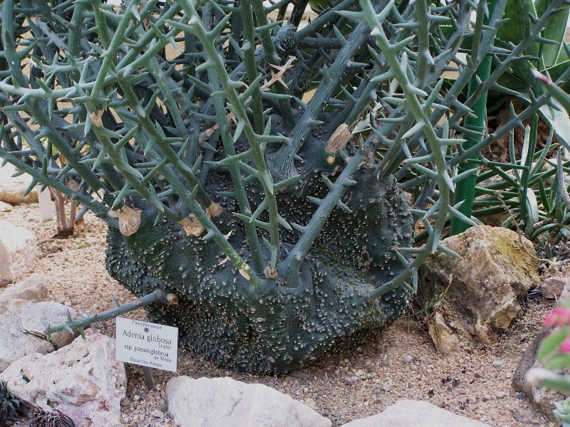 Adenia globosa ssp. speudoglobosa 2