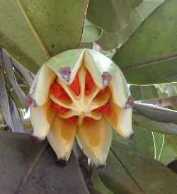 Clusia rosea3