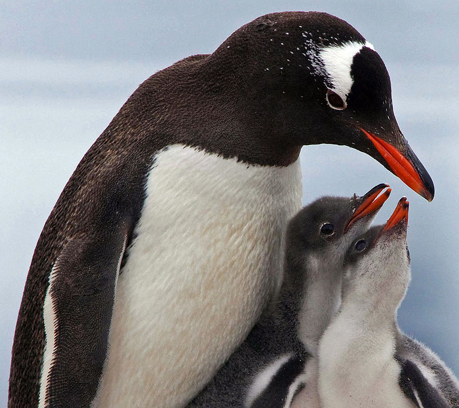 2009 02 06 9951-antarctica-closeup-baby-gentoo-penguin-chicks
