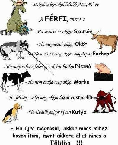 A FÉRFI